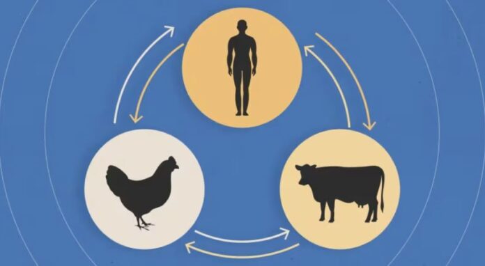 influenza aviar propagacion