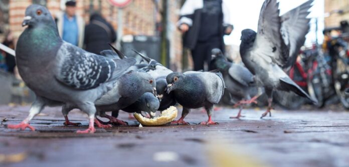 aves-urbanas