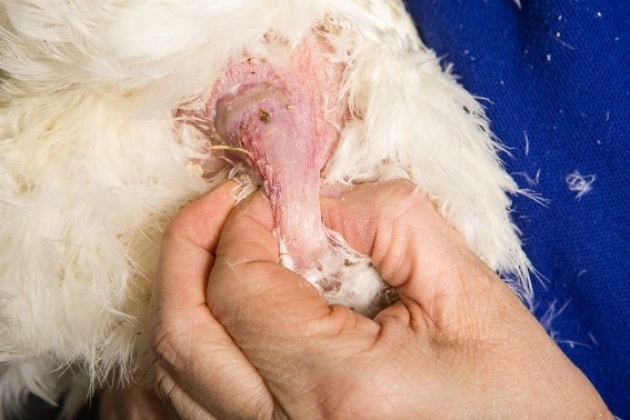 gallinas-ponedoras-medicion-manual-condicion-corporal-sistema-tradicional-2 Gallina con un exceso de grasa abdominal, indicando que su condición corporal es mala y por lo tanto no es una buena ponedora (medición con el sistema manual tradicional)
