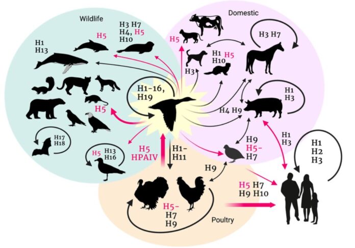 influenza aviar transmision entre especies