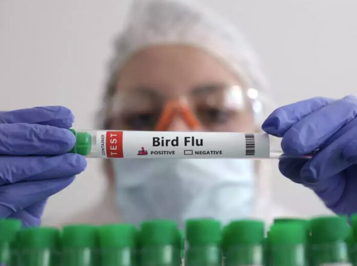 influenza aviar vacunacion de avicultores y veterinarios