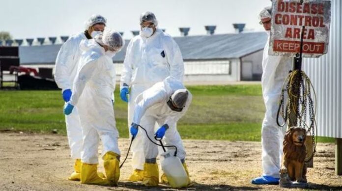 avian-flu-in-poultry