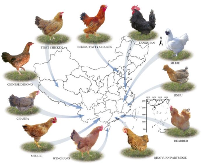 china-razas-locales-de-gallus-gallus