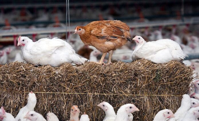 cria-de-pollos-con-menor-densidad-2