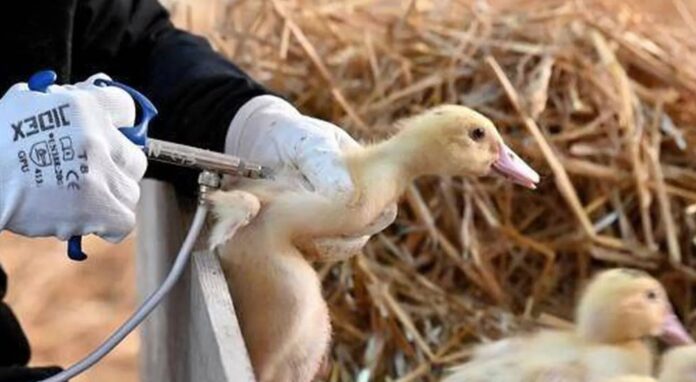 influenza-aviar-vacunacion-francia-patos-2a-campana-2024-3
