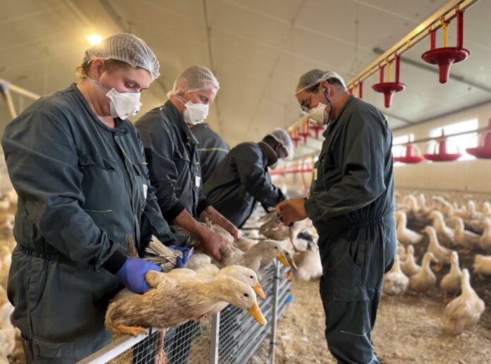 influenza-aviar-vacunacion-francia-patos-2a-campana-2024