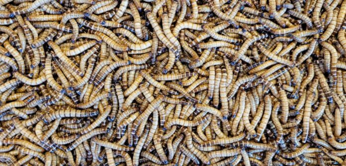insectos-para-alimentar-animales