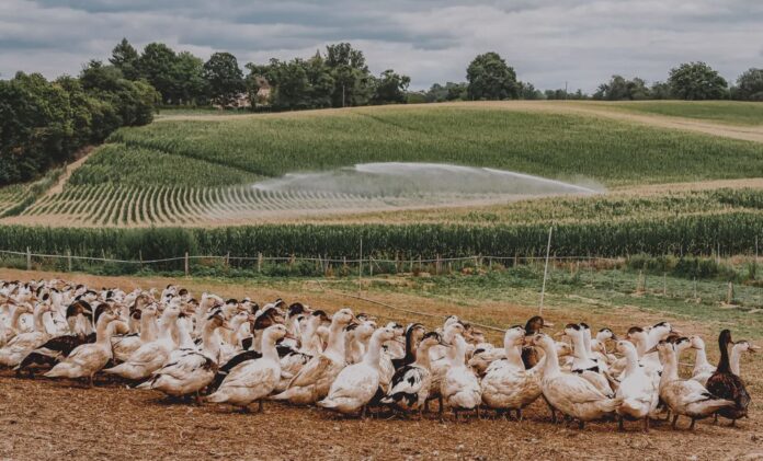 granja-patos-2