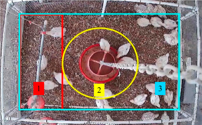 vision-con-inteligencia-artificial-en-pollos