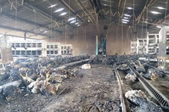 galpon-gallinas-ponedoras-incendiado-22