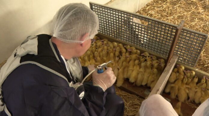 influenza-aviar-vacunacion-patos-en-francia