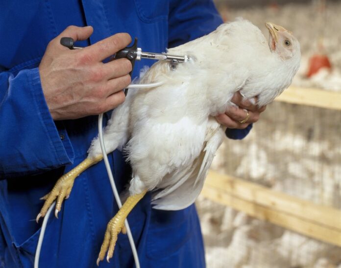 vacunacion aves 2