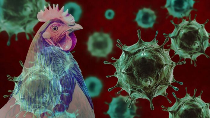 influenza-aviar-preocupacion