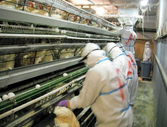 influenza-aviar-usa-3
