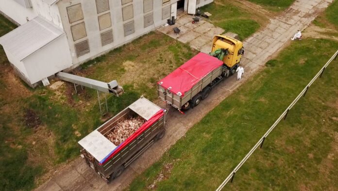 Sacrificio masivo de un lote de gallinas ponedoras afectadas por Influenza Aviar en el distrito de Zuromin, Polonia (abril, 2021) Foto: Aleksander Kot