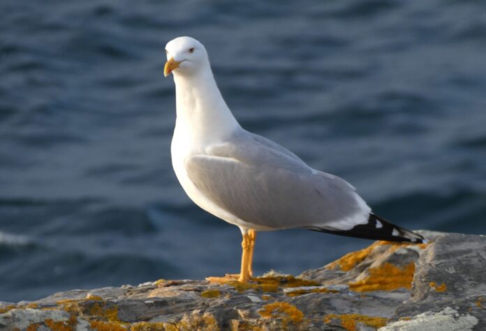gaviota-patiamarilla