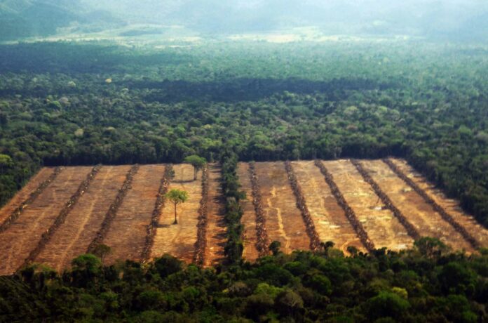 deforestacion-reglamento-europeo-deforestacion-EUDR-nuevo-aplazamiento-20250923-NeXusAvicultura-2