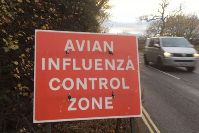 influenza-aviar-sacrificio-aves-1
