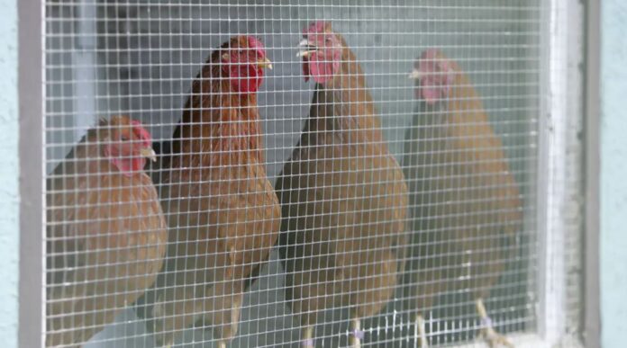gallinas-confinadas
