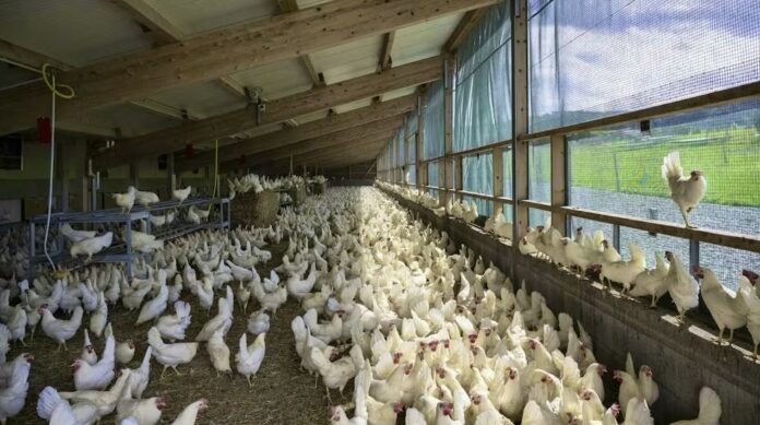huevos-faltan-en-suiza-2-confinamiento
