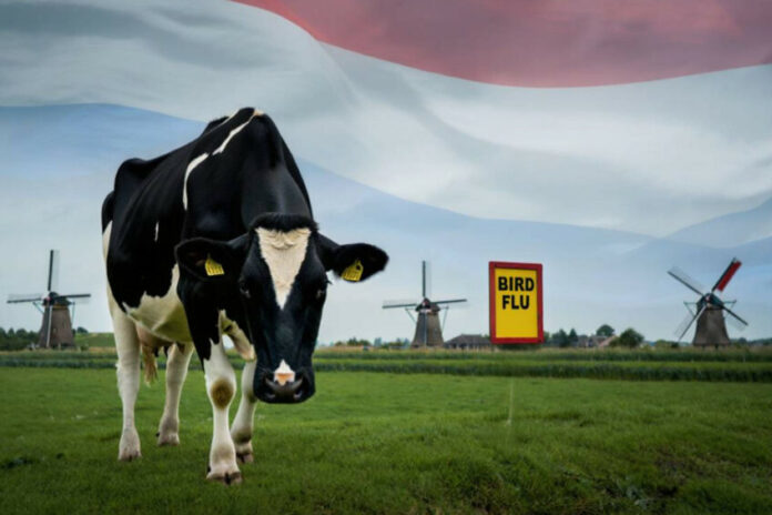 NL-bird-flu-848x565