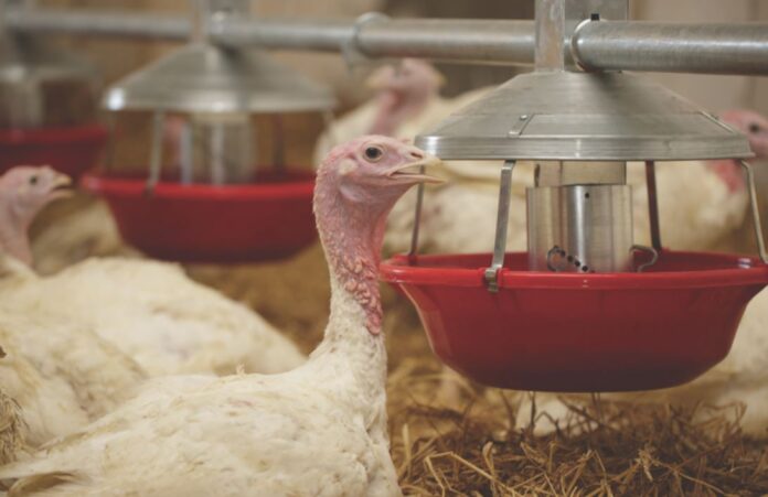 control-salmonella-en-granjas-de-PAVOS-cover