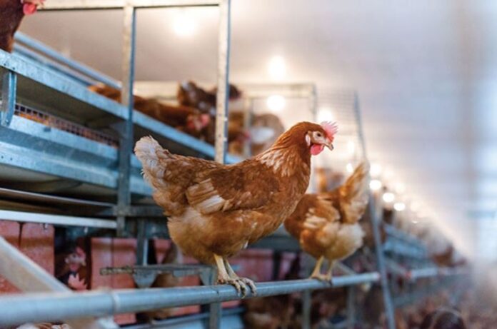 control-salmonella-en-granjas-de-gallinas-ponedoras-cover