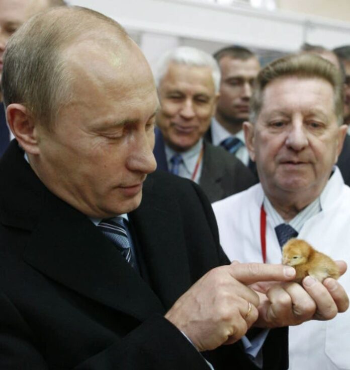 putin-con-pollito